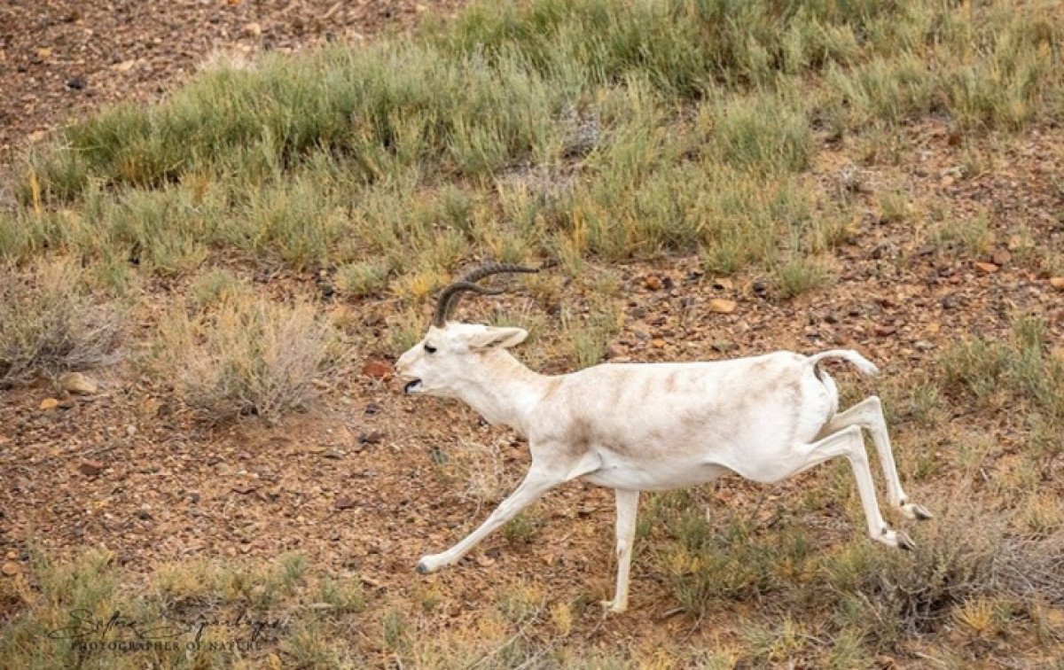 Иллюстративное: Facebook / Дилдахмет