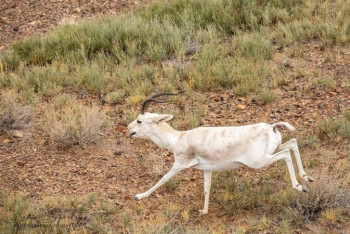 Фотография к новости: Новый снимок необычного джейрана появился в Сети