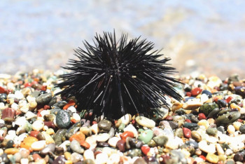 Фотография к новости: Использовать морских ежей для терапии после COVID-19 предложили ученые