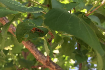 Фотография к новости: На нашествие насекомых жалуются алматинцы