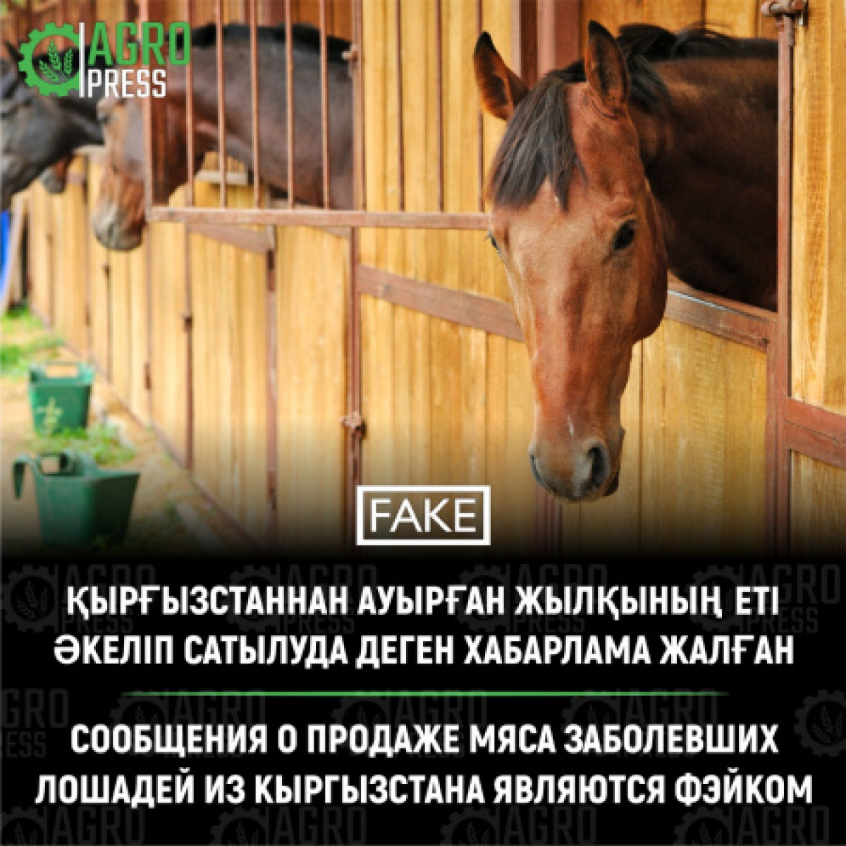 Фейком оказалась рассылка о продаже мяса больных лошадей из Кыргызстана