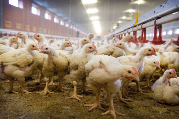 Фотография к новости: Реализация 12 проектов бройлерных птицефабрик планируется в Казахстане