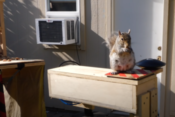 Фотография к новости: Бывший инженер НАСА создал полосу препятствий для белок-воровок