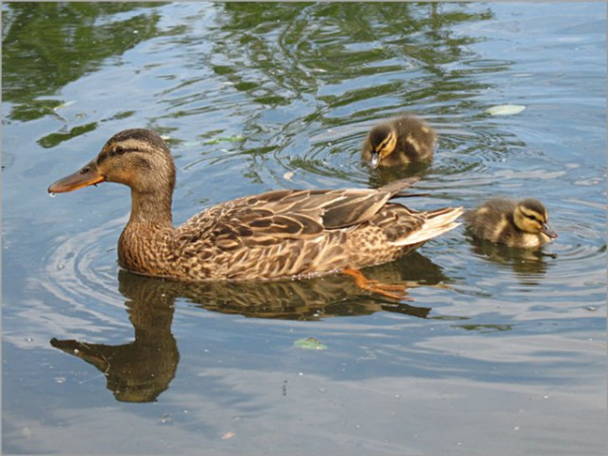 иллюстративное