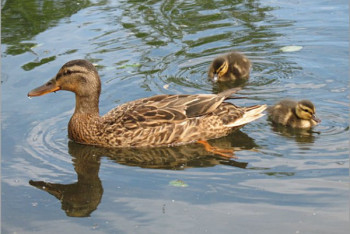 Фотография к новости: Сотни мертвых диких уток обнаружили в ВКО