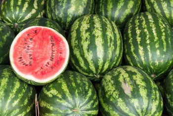 Фотография к новости: Первый урожай арбузов собрали в Туркестанской области