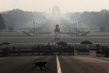 Фотография к новости: Стая обезьян похитила пробирки с зараженной коронавирусом кровью в Индии
