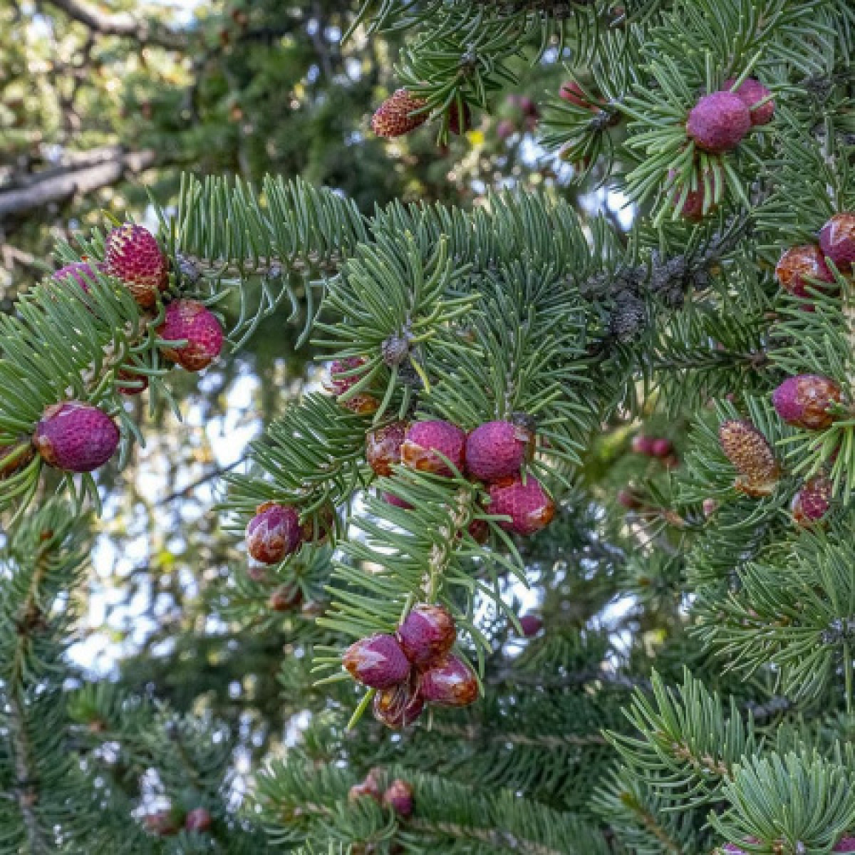 Facebook/@Иле Алатау