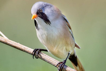 Фотография к новости: Усатая синица впервые за 100 лет поселилась в окрестностях Семея