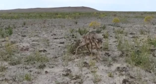 Первые шаги сайгачат попали на видео в Казахстане