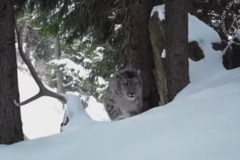 Фотография к новости: "Поющий" снежный барс попал на видео в горах близ Алматы