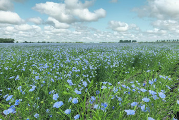 Фотография к новости: Казахстан вытесняет Канаду с мирового рынка льна