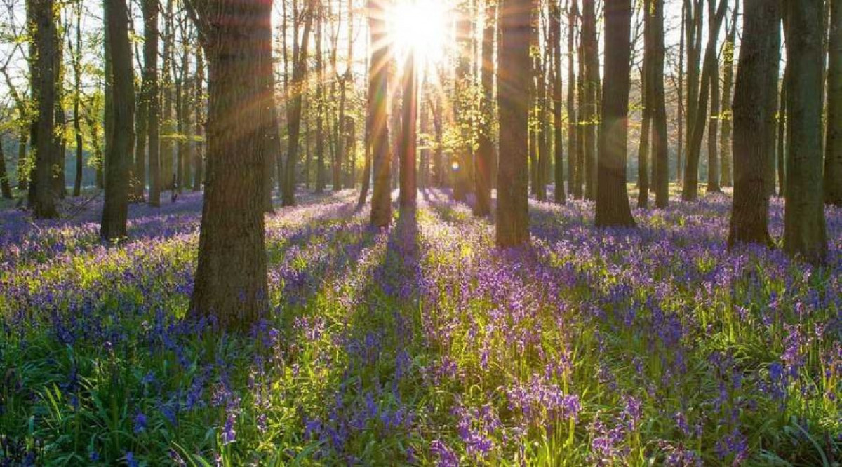 иллюстративное