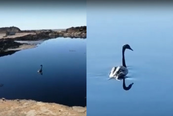 Фотография к новости: Плавающего в нефтяных отходах лебедя сняли на видео в Мангистауской области