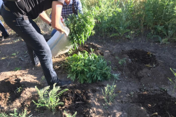 Фотография к новости: Целую плантацию марихуаны вырастил житель Алматинской области