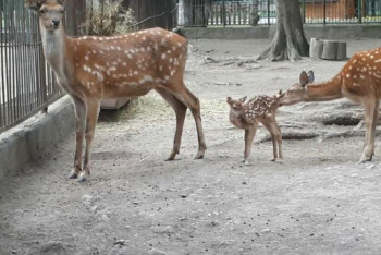 Фотография к новости: Олененок родился в зоопарке Алматы