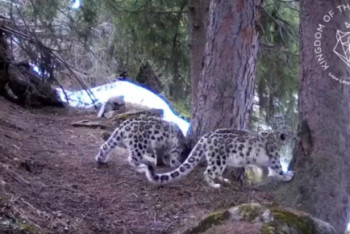 Фотография к новости: Семья снежных барсов вновь обозначила себя в фотоловушке близ Алматы