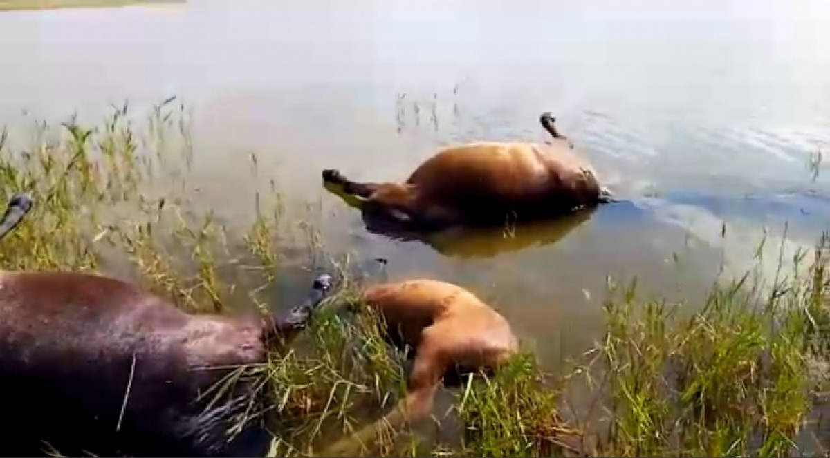 предоставлено очевидцами