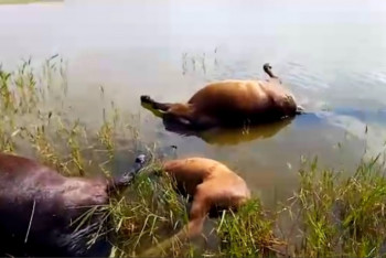 Разряд молнии убил 69 лошадей в Карагандинской области