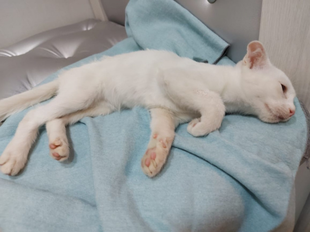 Котенка выбросили с 12 этажа на детскую площадку в Нур-Султане