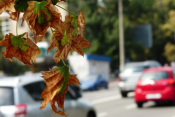 Фотография к новости: Проект решения проблем экологии Нур-Султана и Алматы утвердил Совет по "зеленой экономике"
