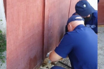 Фотография к новости: Застрявшую в воротах собаку спасли в Жамбылской области