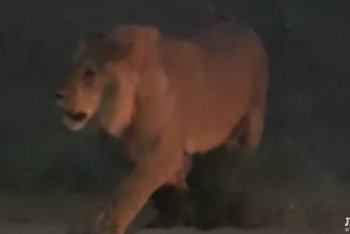 Фотография к новости: Львица гуляла в пригороде Актау