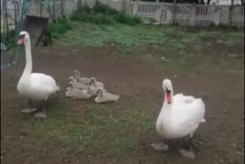 Фотография к новости: Зашли в гости: лебединая пара забрела во двор к сельчанам в Костанайской области