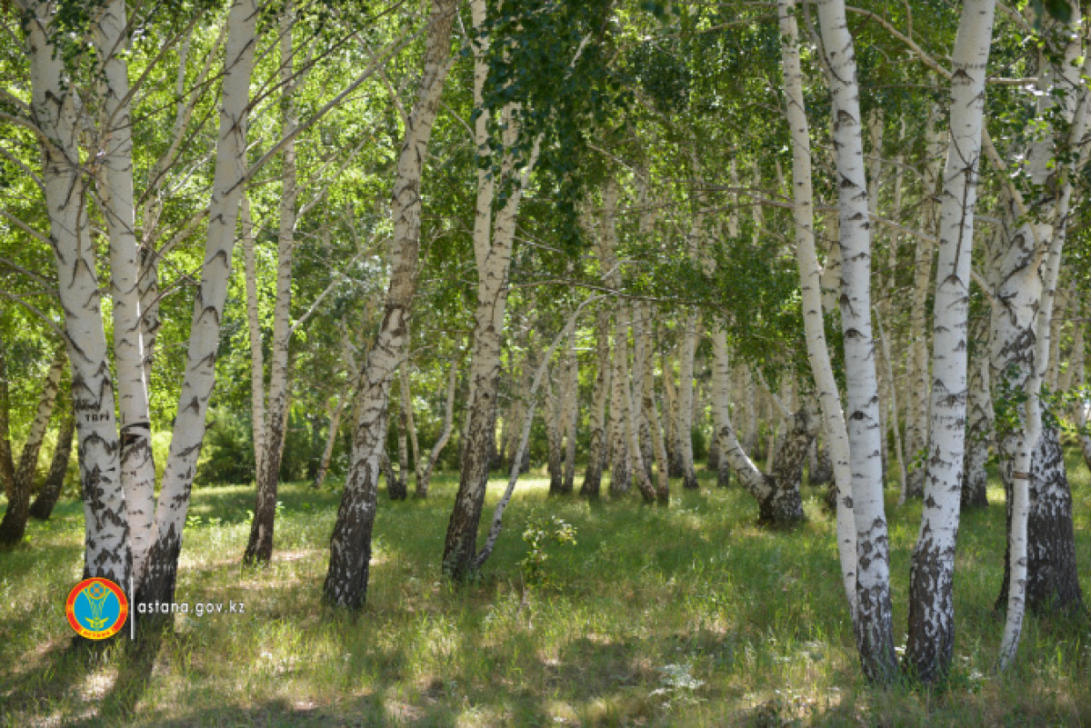 Как зеленый пояс повлиял на климат Нур-Султана