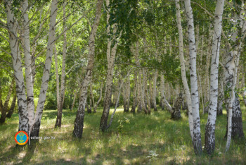 Фотография к новости: Как зеленый пояс повлиял на климат Нур-Султана