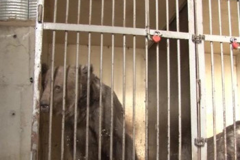 Фотография к новости: Передвижной цирк не может уехать из Павлодарской области