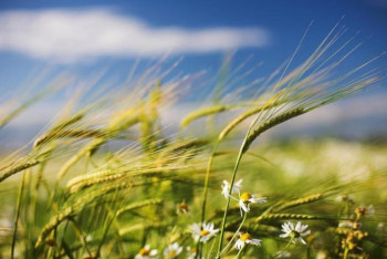 Фотография к новости: Сильная жара и ветер ждут казахстанцев 3 июля