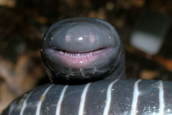 Фотография к новости: Яд впервые обнаружили у амфибий