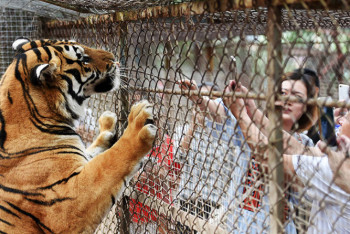 Фотография к новости: Тигр убил сотрудницу зоопарка в Цюрихе
