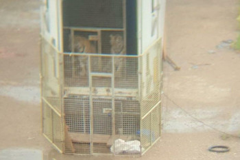 Фотография к новости: Фото брошенной на штрафстоянке фуры с тиграми прокомментировали в ДП Нур-Султана