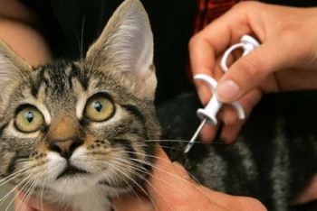 Фотография к новости: 20 000 кошек и собак бесплатно чипируют в Алматы