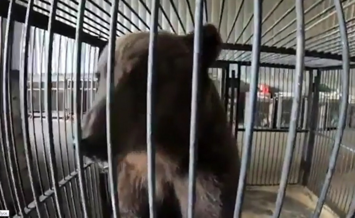 Павлодарские волонтеры помогли собрать средства для выезда российского цирка