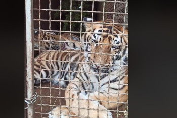 Фотография к новости: О состоянии тигров из фуры в Нур-Султане сообщили в Минэкологии