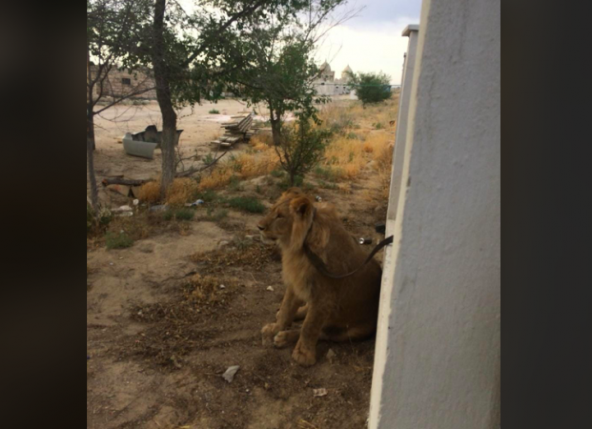 "Лев будет жить" - в Минэкологии рассказали о судьбе животного из Актау