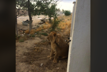 Фотография к новости: "Лев будет жить" - в Минэкологии рассказали о судьбе животного из Актау