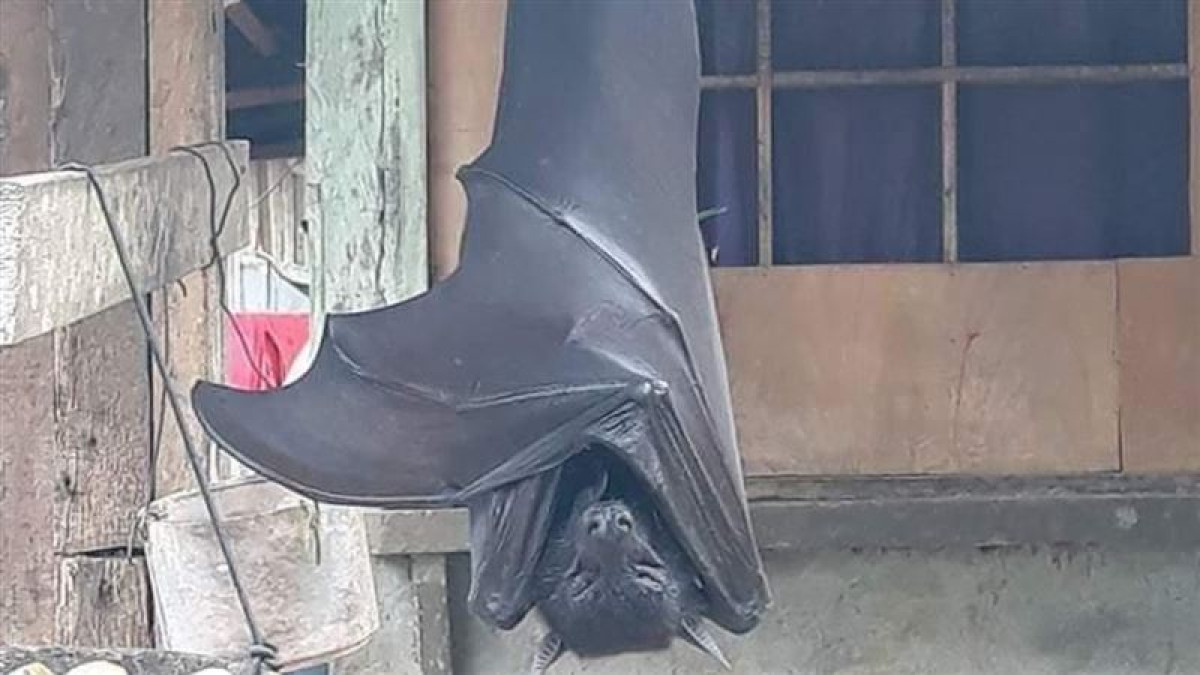 twitter/@AlexJoestar622