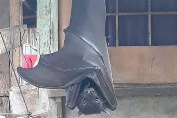 Фотография к новости: Летучую мышь размером с человека сфотографировали на Филиппинах