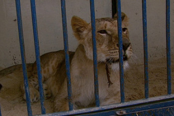 Фотография к новости: Цирк не уехал: российский шапито бедствует в Казахстане на карантине