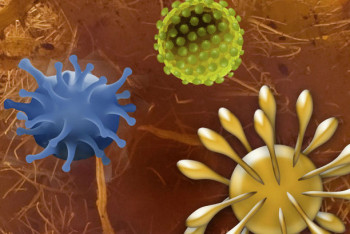 Фотография к новости: Топ-5 самых опасных вирусов в истории человечества