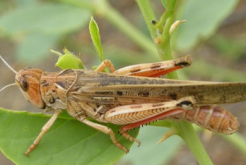 Фотография к новости: Во сколько обойдется борьба с саранчой в Казахстане