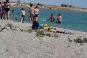 Фотография к новости: Найдены подозреваемые в избиении тюленя на Каспии