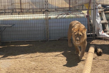 Фотография к новости: Владельца брошенного льва привлекли к ответственности в Актау