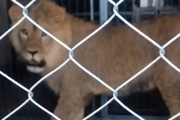 Фотография к новости: Льва Симбу из Актау отправят в алматинский зоопарк