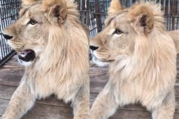 Фотография к новости: Завершение истории: лев Симба поселился в Алматинском зоопарке