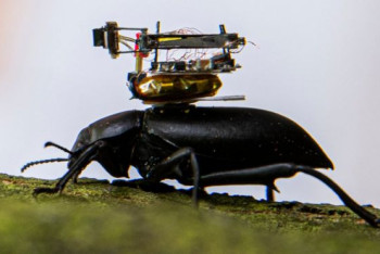 Фотография к новости: Появилась микрокамера, которую можно установить на насекомых